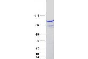 Validation with Western Blot (CD3EAP Protein (Myc-DYKDDDDK Tag))