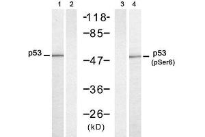 Western blot analysis of extracts from HT-29 cells untreated or treated with UV (20min), using p53 (Ab-6) antibody (E021083, Lane 1 and 2) and p53 (phospho-Ser6) antibody (E011092, Lane 3 and 4). (p53 抗体)