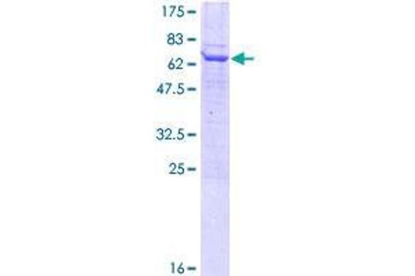 UBXN1 Protein (AA 1-312) (GST tag)