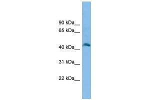 WB Suggested Anti-Fam172a Antibody Titration: 0. (Fam172a 抗体  (N-Term))