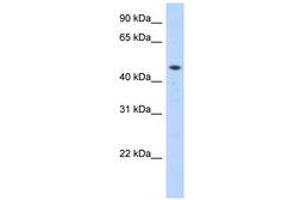 Image no. 1 for anti-Zinc Finger Protein 213 (ZNF213) (C-Term) antibody (ABIN6740545) (ZNF213 抗体  (C-Term))