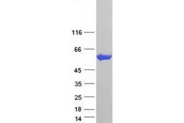 CCT5 Protein (Myc-DYKDDDDK Tag)