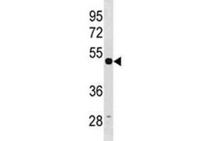 TUBG1 antibody western blot analysis in HepG2 lysate. (TUBG1 抗体  (AA 23-51))