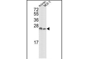 Western blot analysis of hYWHAZ- (ABIN392782 and ABIN2842219) in mouse brain tissue and MCF-7 cell line lysates (35 μg/lane). (14-3-3 zeta 抗体  (AA 216-245))