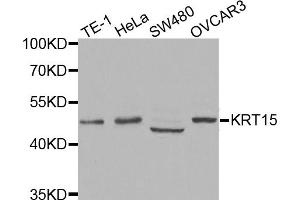 Western blot analysis of extracts of various cell lines, using KRT15 antibody. (KRT15 抗体)