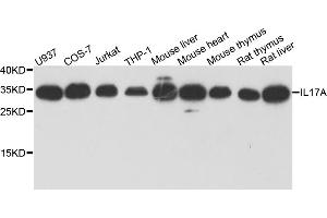 Western blot analysis of extracts of various cell lines, using IL17A antibody (ABIN5970262) at 1/1000 dilution. (Interleukin 17a 抗体)
