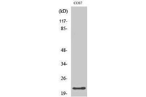 Western Blotting (WB) image for anti-Glucagon (GCG) (Internal Region) antibody (ABIN3184761) (Glucagon 抗体  (Internal Region))