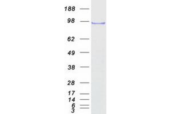 SF3A1 Protein (Transcript Variant 1) (Myc-DYKDDDDK Tag)