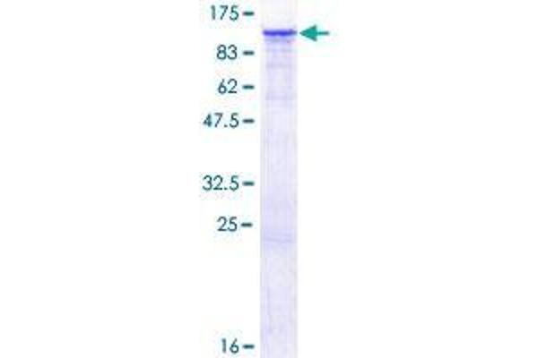 FGD3 Protein (AA 1-725) (GST tag)