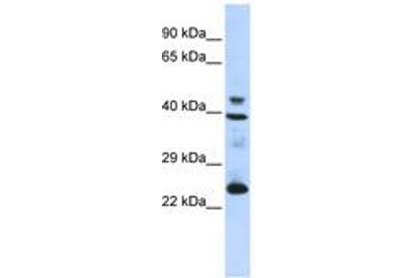 Selenoprotein P 抗体  (AA 35-84)