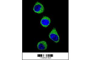 Confocal immunofluorescent analysis of M with 293 cell followed by Alexa Fluor 488-conjugated goat anti-rabbit lgG (green). (MTHFD1 抗体  (AA 535-562))