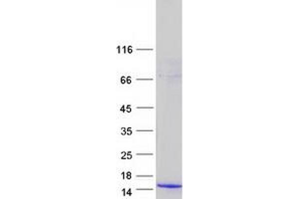 NOXA Protein (Myc-DYKDDDDK Tag)