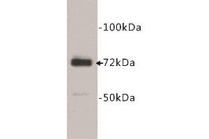 Western Blotting (WB) image for anti-Prostaglandin-Endoperoxide Synthase 1 (Prostaglandin G/H Synthase and Cyclooxygenase) (PTGS1) (C-Term) antibody (ABIN1854875) (PTGS1 抗体  (C-Term))