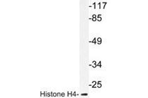 Western blot analysis of Histone H4 antibody in extracts from COS7 cells. (Histone H4 抗体)