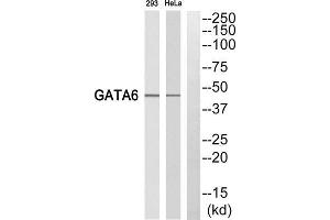 Western blot analysis of extracts from 293 cells and HeLa cells, using GATA6 antibody. (GATA6 抗体  (C-Term))