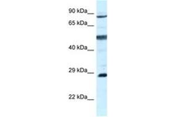 Adenylate Kinase 7 抗体  (AA 604-653)