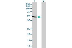 Western Blot analysis of DNASE2 expression in transfected 293T cell line by DNASE2 MaxPab polyclonal antibody. (DNASE2 抗体  (AA 1-360))