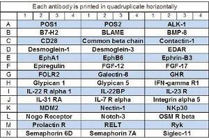 Image no. 1 for Human Cytokine Array Q11 (ABIN4956044) (人 Cytokine Array Q11)