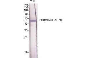 Western Blot (WB) analysis of specific cells using Phospho-ATF-2 (T71) Polyclonal Antibody. (ATF2 抗体  (pThr71))