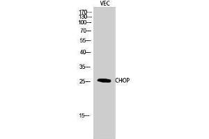 Western Blotting (WB) image for anti-DNA-Damage-Inducible Transcript 3 (DDIT3) (Ser301) antibody (ABIN3183910) (DDIT3 抗体  (Ser301))