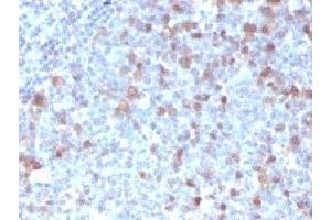 IHC testing of FFPE human tonsil with Cdc20 antibody (clone CLDC20-1) (CDC20 抗体)