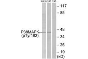 Western blot analysis of extracts from RAW264. (MAPK14 抗体  (pTyr182))