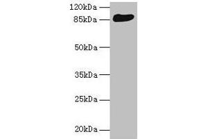 Western blot All lanes: THAP12 antibody at 10 μg/mL + HepG2 whole cell lysate Secondary Goat polyclonal to rabbit IgG at 1/10000 dilution Predicted band size: 88, 57 kDa Observed band size: 88 kDa (PRKRIR 抗体  (AA 612-761))