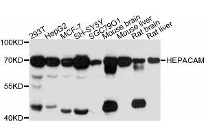 Western blot analysis of extracts of various cell lines, using HEPACAM antibody (ABIN5997886) at 1:3000 dilution. (HEPACAM 抗体)