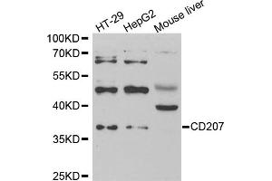 Western blot analysis of extracts of various cell lines, using CD207 antibody (ABIN5973934) at 1/1000 dilution. (CD207 抗体)