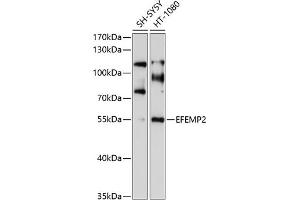 Western blot analysis of extracts of various cell lines, using EFEMP2 antibody (ABIN6129681, ABIN6139957, ABIN6139958 and ABIN6214120) at 1:1000 dilution. (FBLN4 抗体  (AA 26-250))