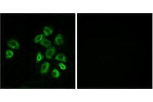 Immunofluorescence (IF) image for anti-G Protein-Coupled Receptor, Family C, Group 5, Member B (GPRC5B) (AA 61-110) antibody (ABIN2890862) (GPRC5B 抗体  (AA 61-110))