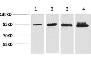 Western blot analysis of 1) Hela, 2) 293T, 3) Mouse Liver tissue, 4) Rat Liver tissue using Catenin-β Monoclonal Antibody. (beta Catenin 抗体)