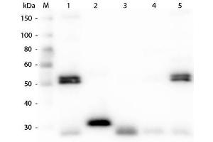 Western Blot of Anti-Rat IgG (H&L) (CHICKEN) Antibody . (小鸡 anti-大鼠 IgG (Heavy & Light Chain) Antibody (Biotin) - Preadsorbed)