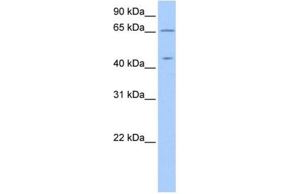 ZPLD1 抗体  (C-Term)