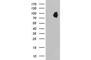 HEK293T cells were transfected with the pCMV6-ENTRY control (Left lane) or pCMV6-ENTRY LRRC50 (Right lane) cDNA for 48 hrs and lysed. (LRRC50 抗体)