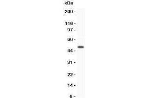 Western blot testing of GFRA1 antibody and human placenta lysate. (GFRA1 抗体  (AA 25-227))