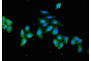 Immunofluorescent analysis of HepG2 cells using ABIN7154875 at dilution of 1:100 and Alexa Fluor 488-congugated AffiniPure Goat Anti-Rabbit IgG(H+L) (HSPA4 抗体  (AA 1-148))