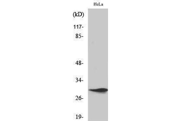 Spindlin 1 抗体  (Internal Region)