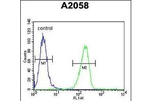 GSN Antibody (C-term) (ABIN6242367 and ABIN6578988) flow cytometric analysis of  cells (right histogram) compared to a negative control cell (left histogram). (Gelsolin 抗体  (C-Term))