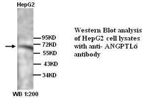 Image no. 1 for anti-Angiopoietin-Like 6 (ANGPTL6) (N-Term) antibody (ABIN790998) (ANGPTL6 抗体  (N-Term))