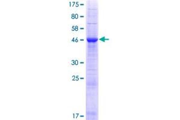 INF2 Protein (AA 1-234) (GST tag)