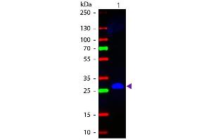 Western blot of Fluorescein conjugated Goat Anti-Mouse IgG F(c) secondary antibody. (山羊 anti-小鼠 IgG (Fc Region) Antibody (FITC) - Preadsorbed)