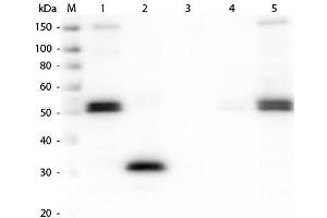 Western Blot of Anti-Rat IgG F(c) (RABBIT) Antibody . (兔 anti-大鼠 IgG (Fc Region) Antibody (FITC) - Preadsorbed)