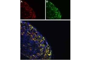 Colocalization of NaV1. (Synaptophysin 抗体  (Intravesicular Loop))