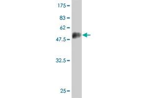 Western Blot detection against Immunogen (48. (NOG 抗体  (AA 28-232))