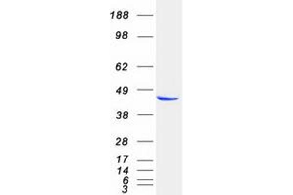 PRKAR2A Protein (Myc-DYKDDDDK Tag)