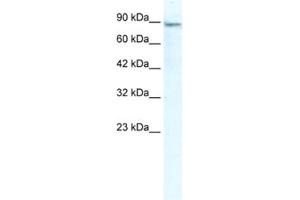 Western Blotting (WB) image for anti-Minichromosome Maintenance Deficient 4 (MCM4) antibody (ABIN2461398) (MCM4 抗体)