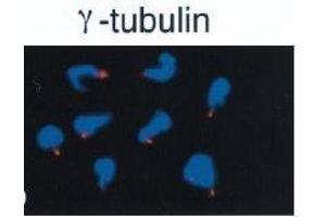 Immunofluorescence (IF) image for anti-Tubulin, gamma 1 (TUBG1) (C-Term) antibody (ABIN2451983) (TUBG1 抗体  (C-Term))