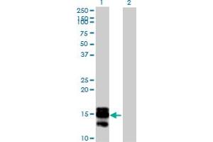 Western Blot analysis of SAA4 expression in transfected 293T cell line by SAA4 MaxPab polyclonal antibody. (SAA4 抗体  (AA 1-130))