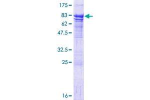 Image no. 1 for HIV-1 Rev Binding Protein (HRB) (AA 1-562) protein (GST tag) (ABIN1344559) (AGFG1 Protein (AA 1-562) (GST tag))